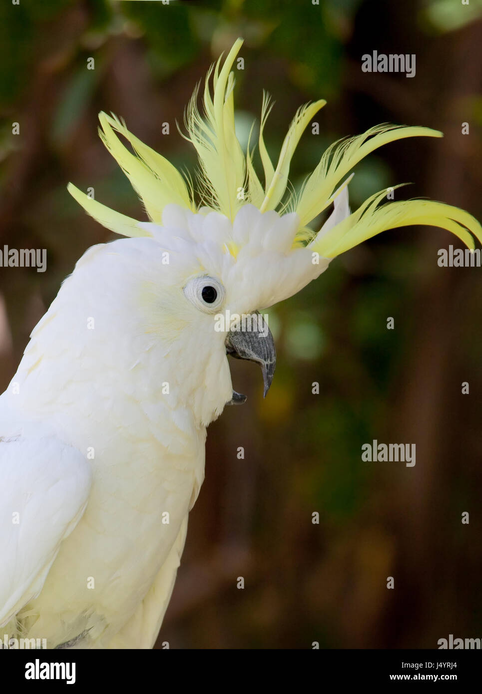 White cockatoo upset, yells with mouth open and feathers raised Stock
