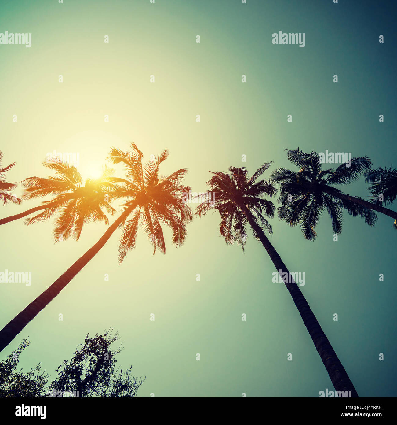 Coconut palm trees at tropical coast with vintage toned and film style. Stock Photo