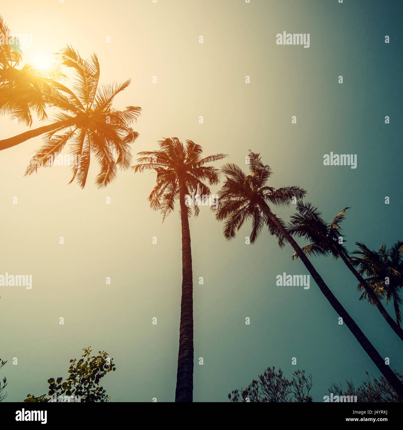 Coconut palm trees at tropical coast with vintage toned and film style. Stock Photo