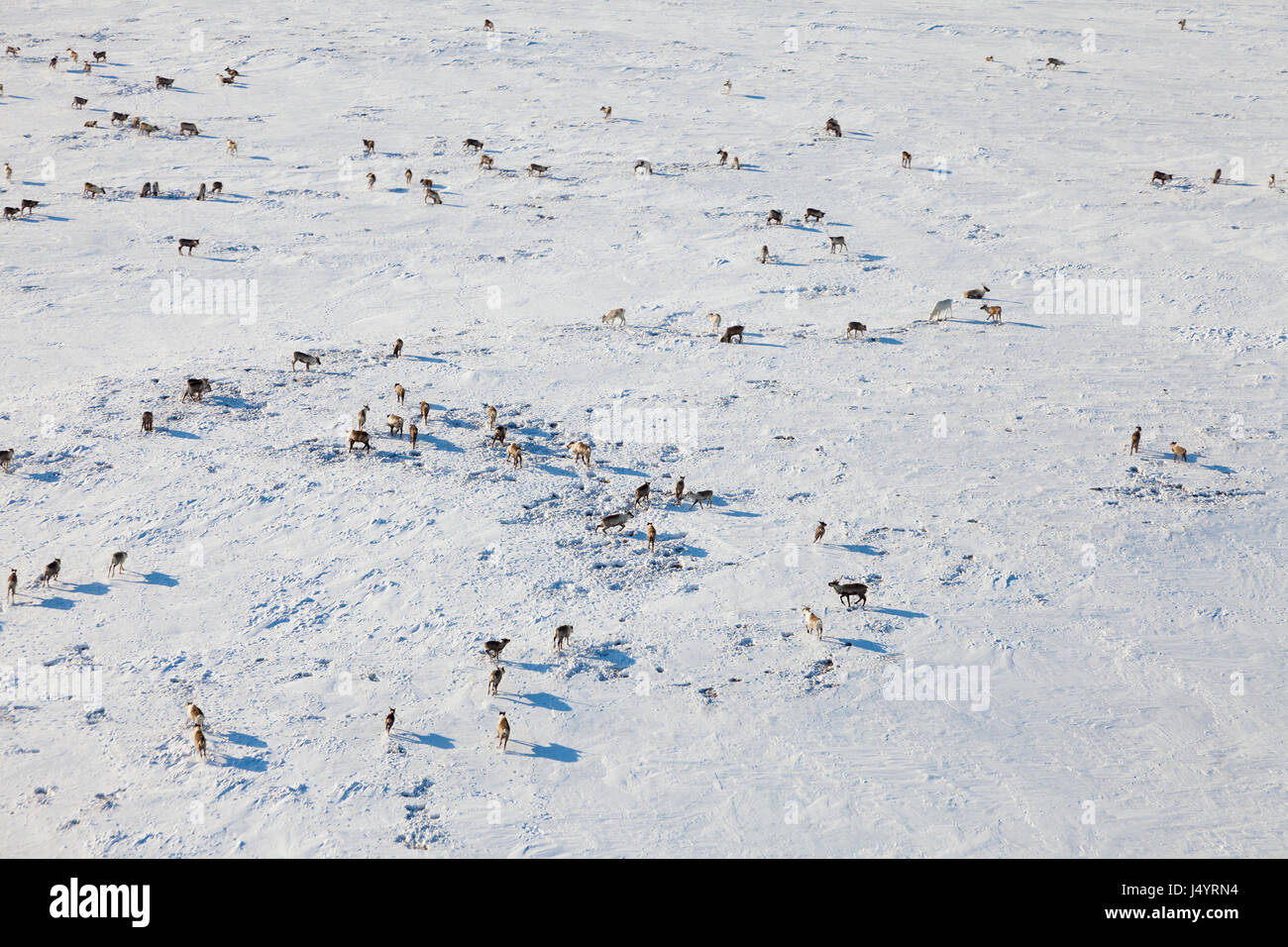 Deer in winter tundra, view from above Stock Photo