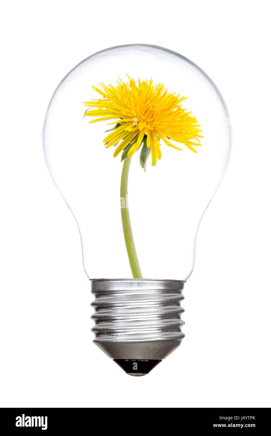 Light bulb with sow-thistle inside,isolated on white background Stock Photo