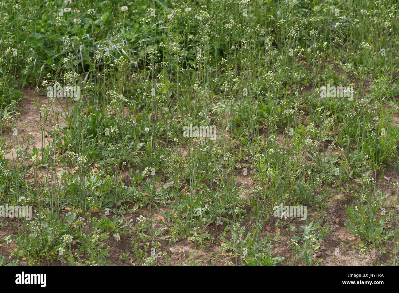 Hirtentäschelkraut, Hirtentäschel-Kraut, Hirtentäschel, Capsella bursa-pastoris, Shepherd´s Purse Stock Photo