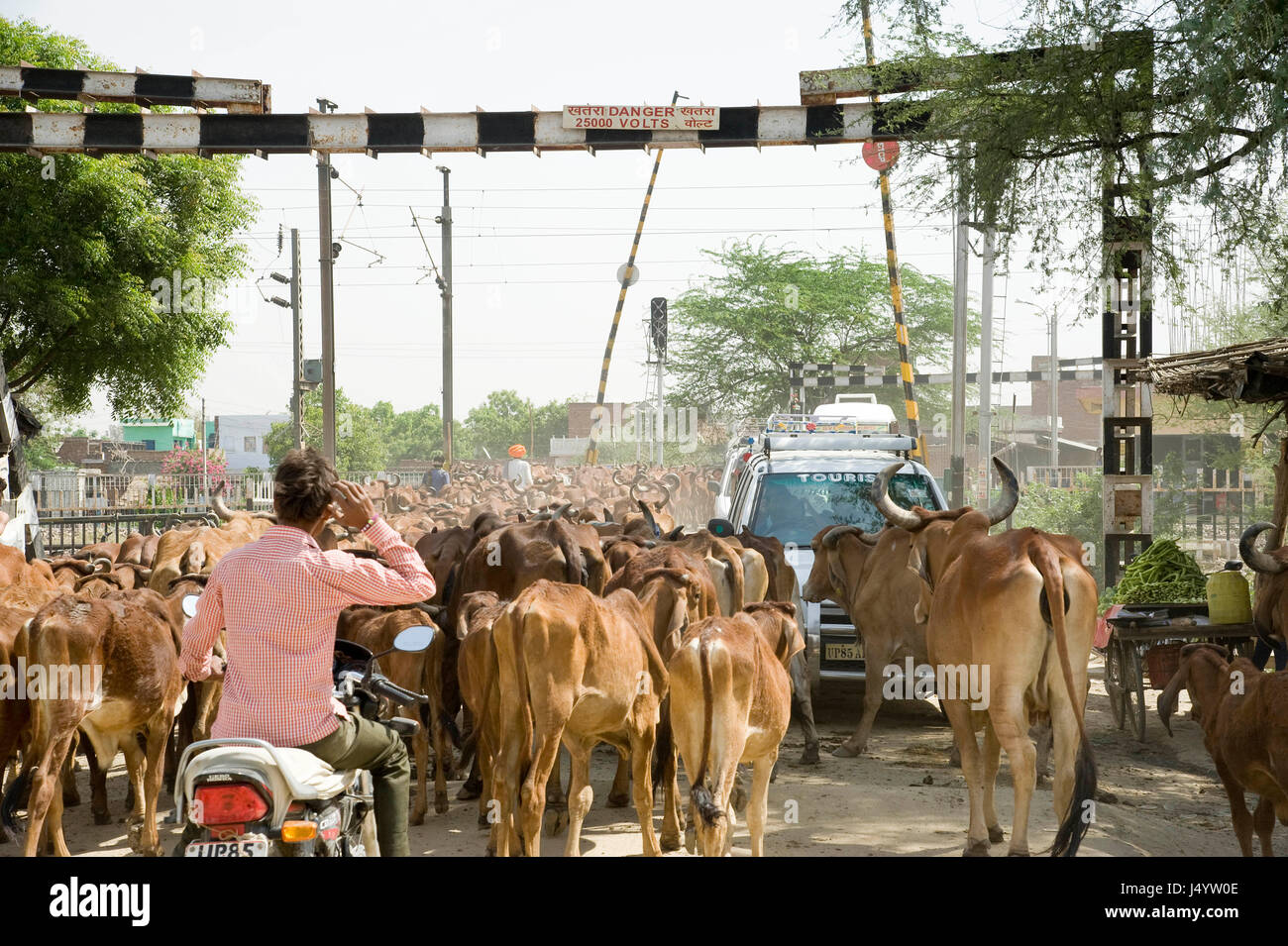 Cows walking on road, mathura, uttar pradesh, india, asia Stock Photo