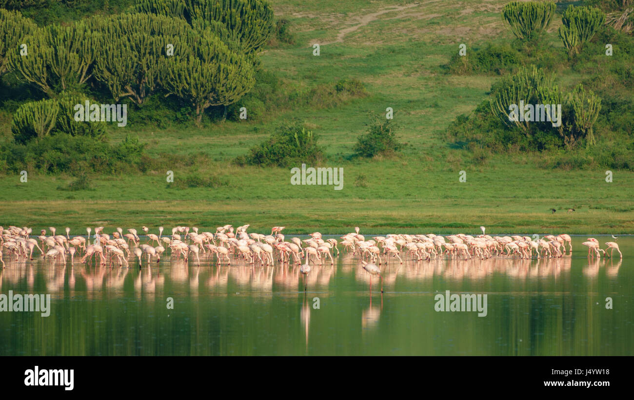 Large group of flamingos at Lake Stock Photo
