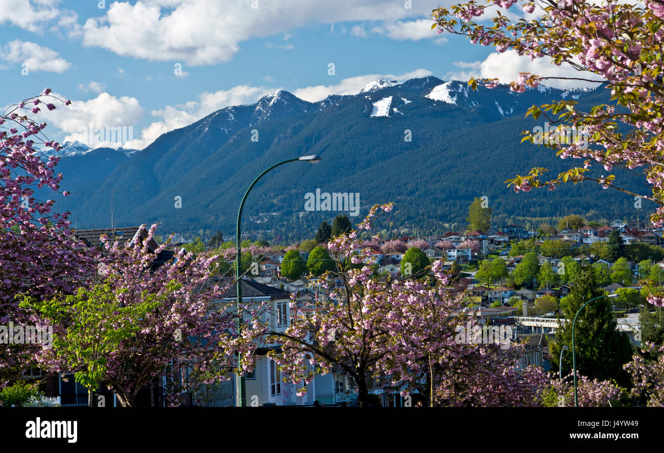 View of Grouse mountain and the North Shore mountains in NorthVancouver, with cherry blossom trees in the Spring. Vancouver, British Columbia, Canada. Stock Photo