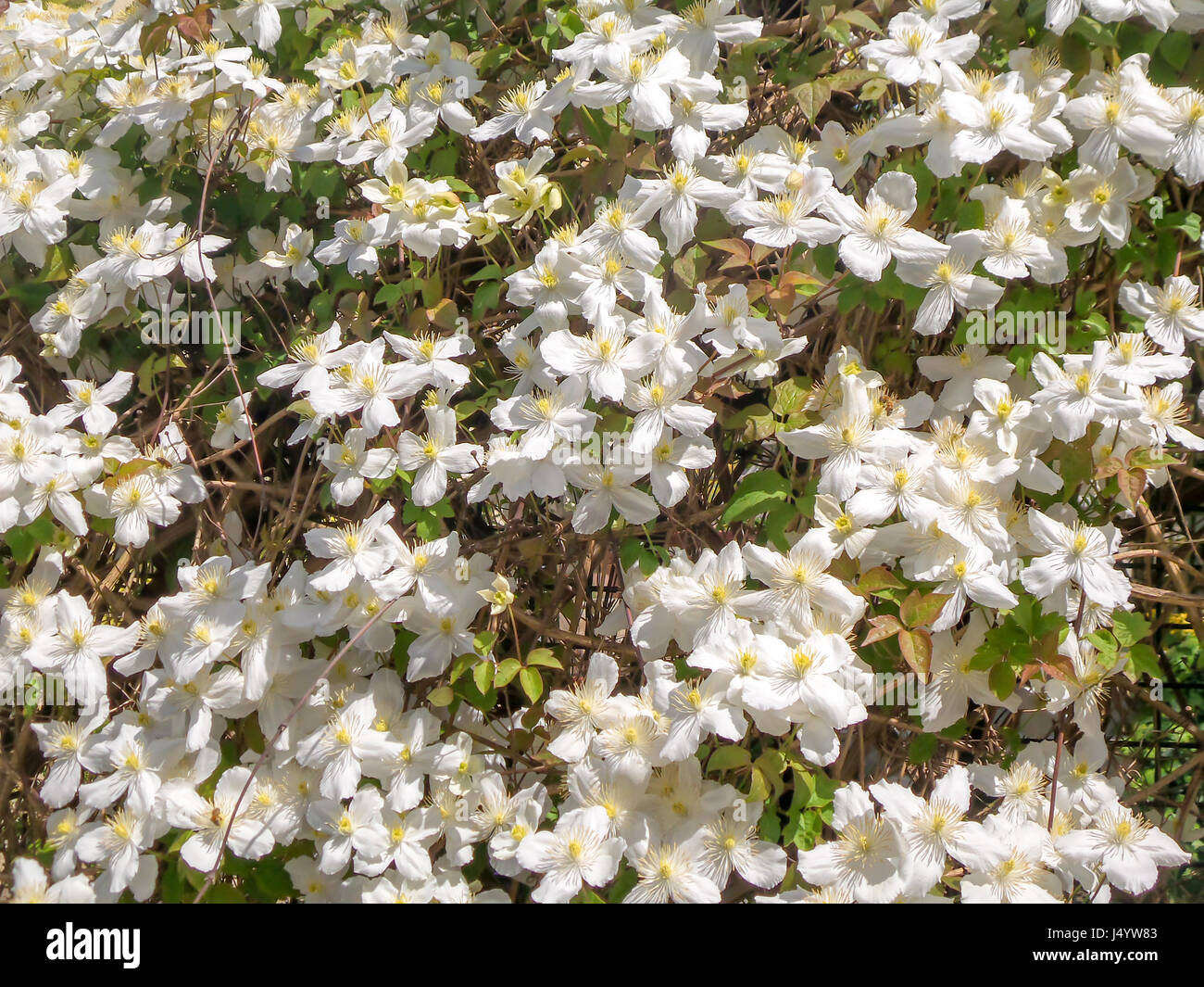 Background of white flowers of Grandiflora Stock Photo