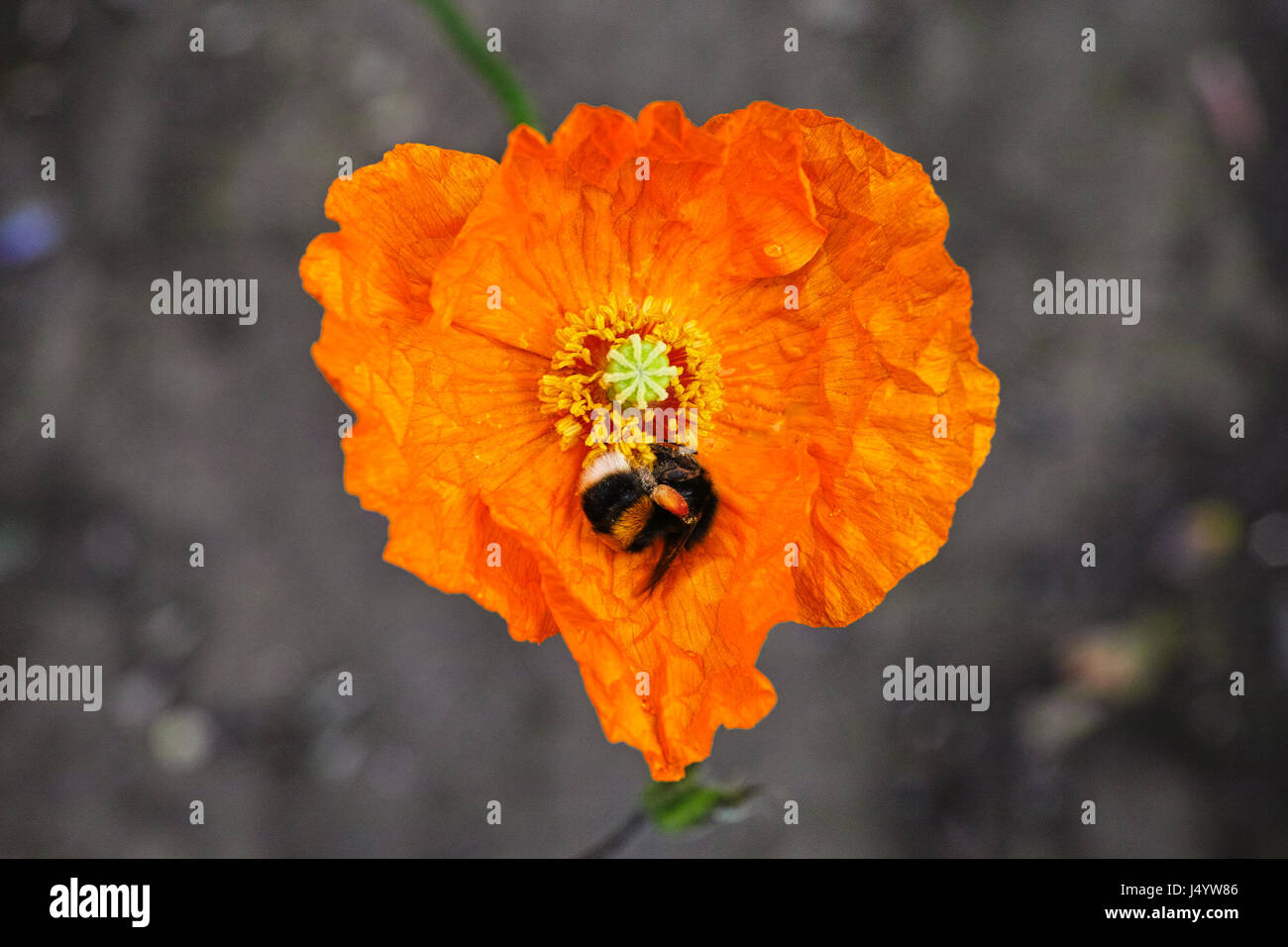 Bee hunting for pollen in an orange poppy in the garden of a house in Camden Town, London, England. Bee has a pollen basket on its leg Stock Photo