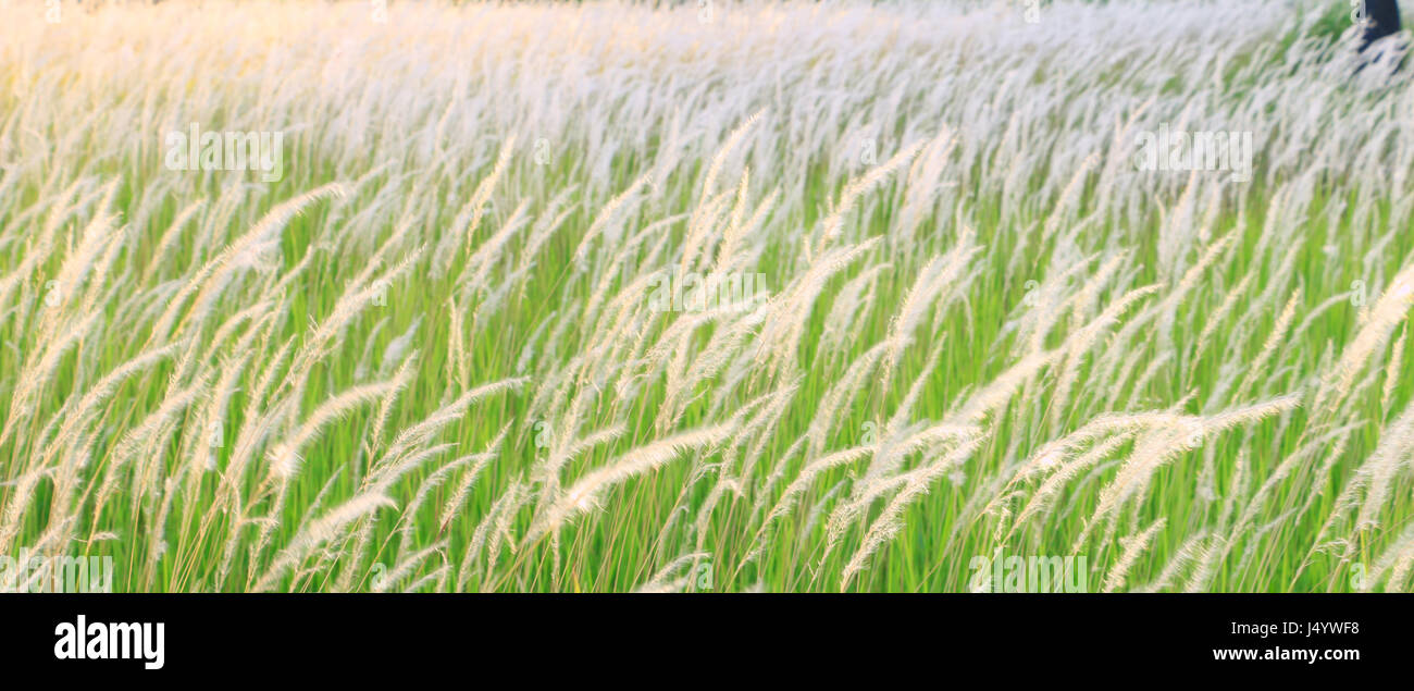 Beautiful landscape flower grass field Stock Photo
