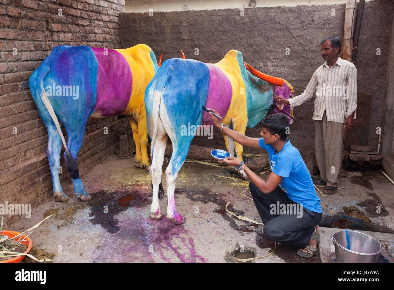 Man painting bull for pola festival, sangli, maharahstra, india ...