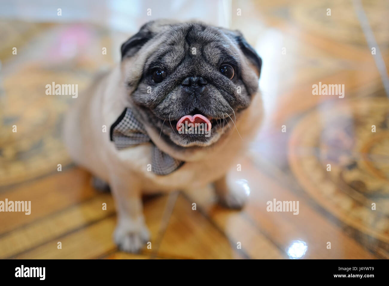 pug in bow tie Stock Photo - Alamy