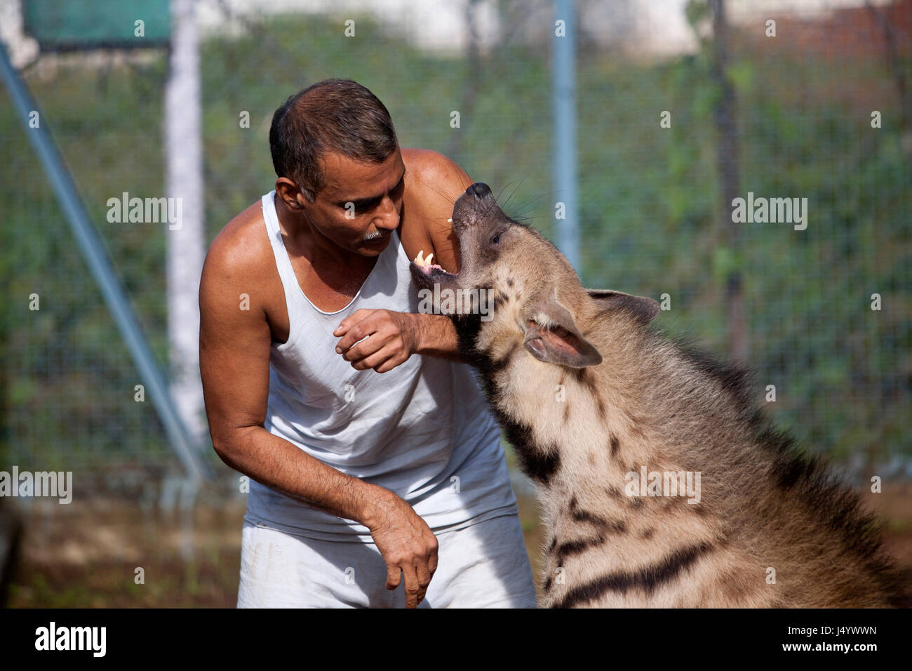 Dr prakash amte with hyena, nagpur, maharashtra, india, asia Stock Photo