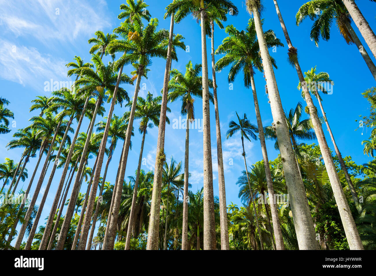 Royal palm trees soar into bright tropical sky in a dramatic alignment in Rio de Janeiro, Brazil