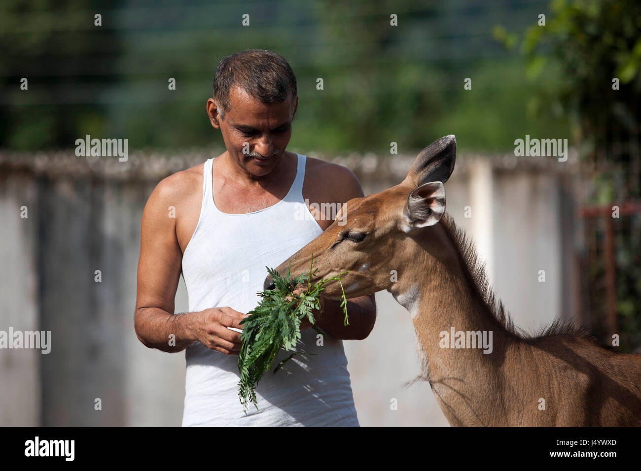Dr prakash amte feeding deer, nagpur, maharashtra, india, asia Stock Photo
