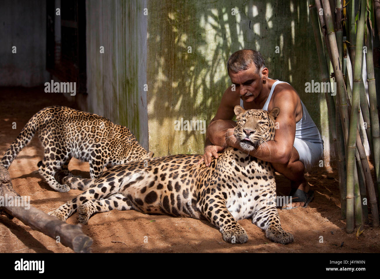 Dr prakash amte with leopard, nagpur, maharashtra, india, asia Stock Photo