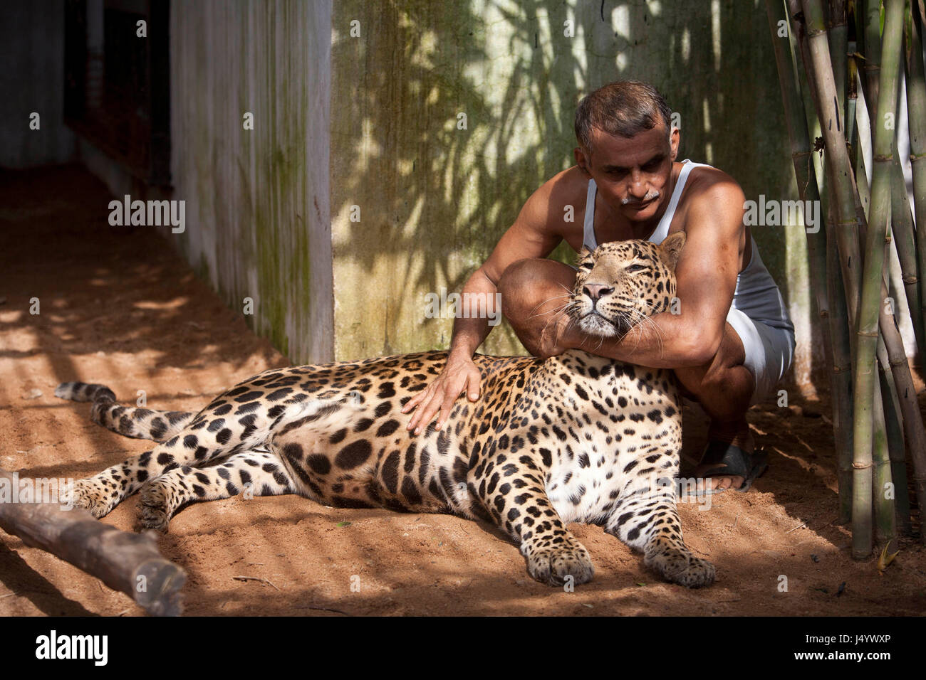 Dr prakash amte with leopard, nagpur, maharashtra, india, asia Stock Photo