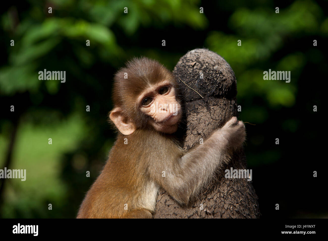Monkey, maharashtra, india, asia Stock Photo