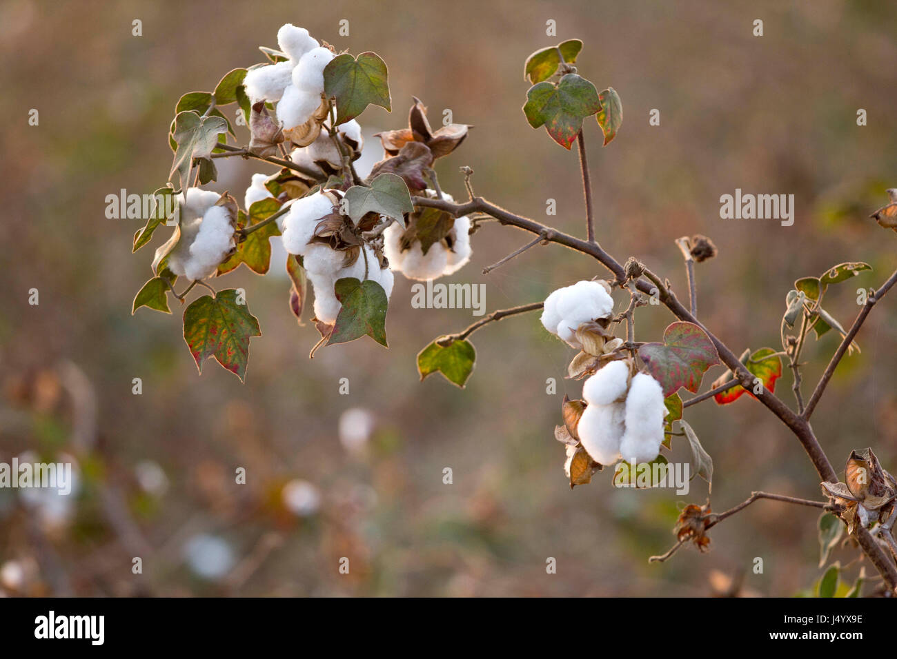 Cotton plants india hires stock photography and images Alamy