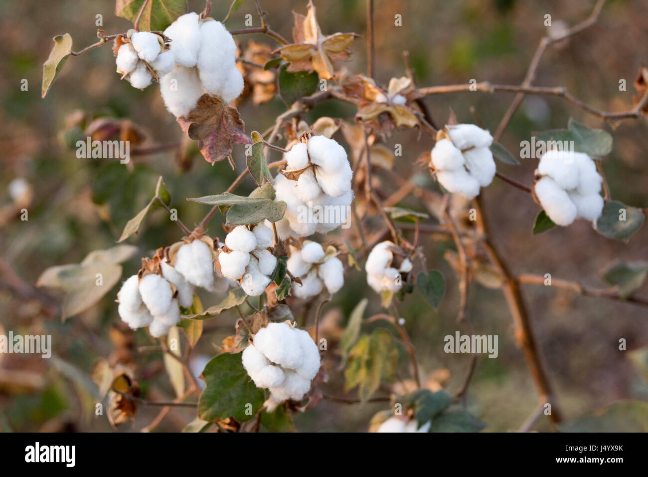 Cotton Farm India High Resolution Stock Photography and Images Alamy