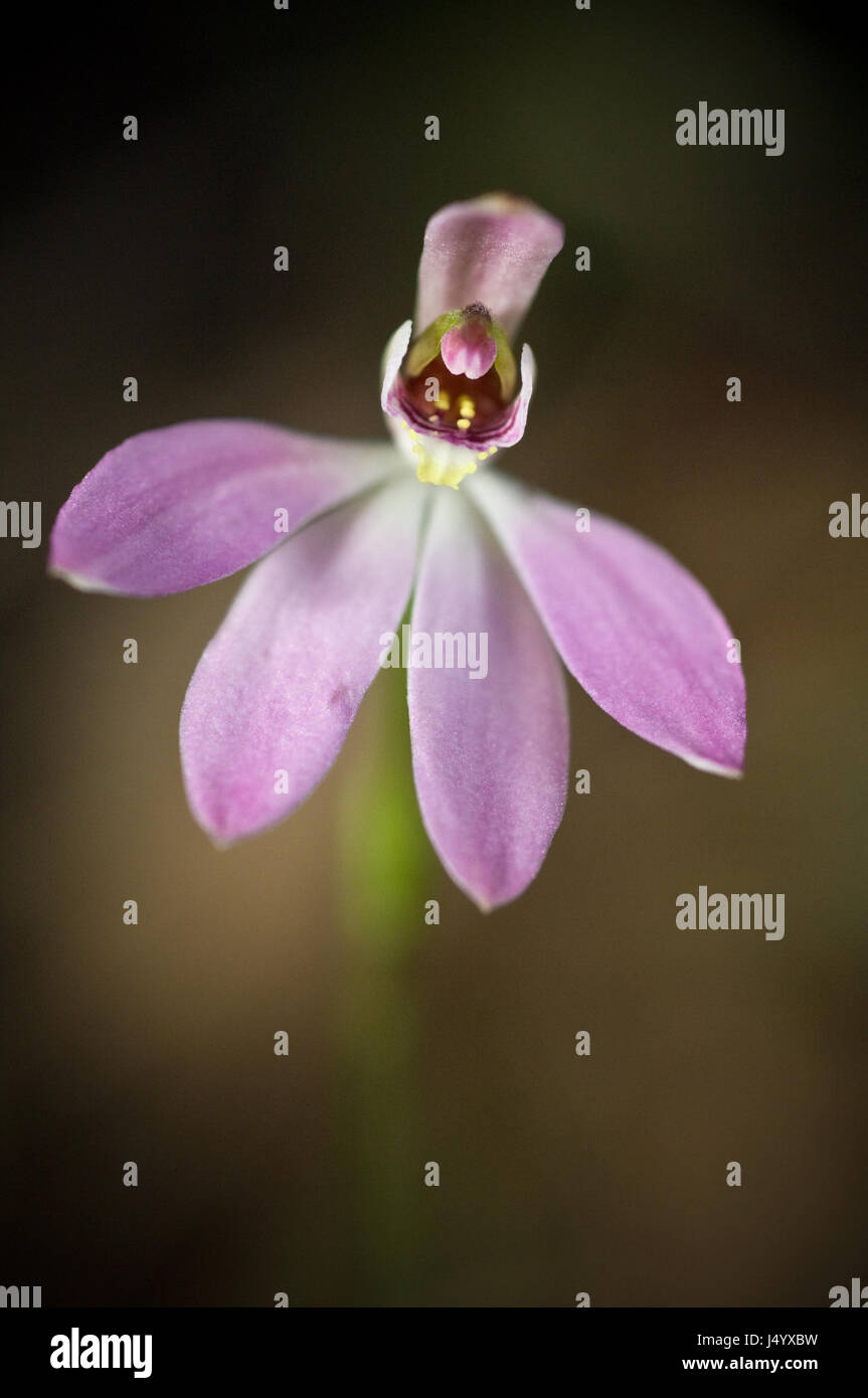 Pink Fingers Orchid, Caladenia carnea, an Australian native orchid growing to around 15cm in height, mostly has one flower per stem but somtimes two n Stock Photo