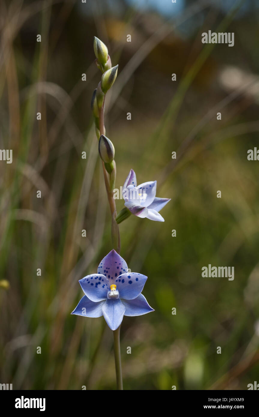Beautifully marked Sun Orchid, Thelymitra ixioides or Dotted Sun Orchid, growing in the Grampians region of Victoria, is considered to be reasonably c Stock Photo