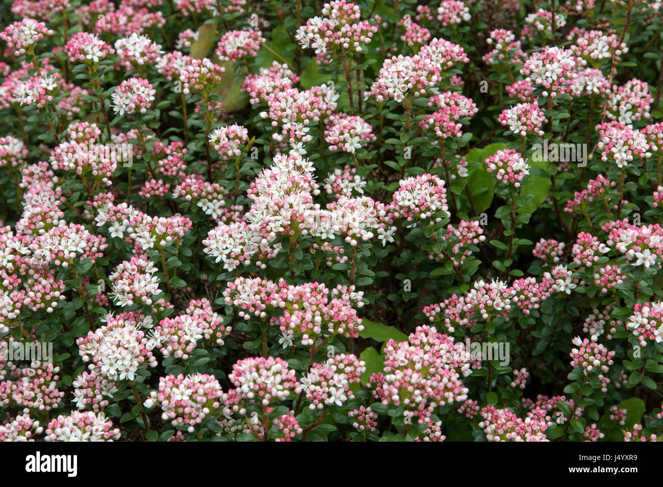Leiophyllum buxifolium Stock Photo