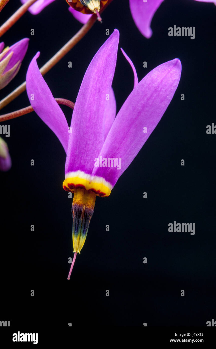 Primula jeffreyi (Dodecatheon jeffreyi) Stock Photo