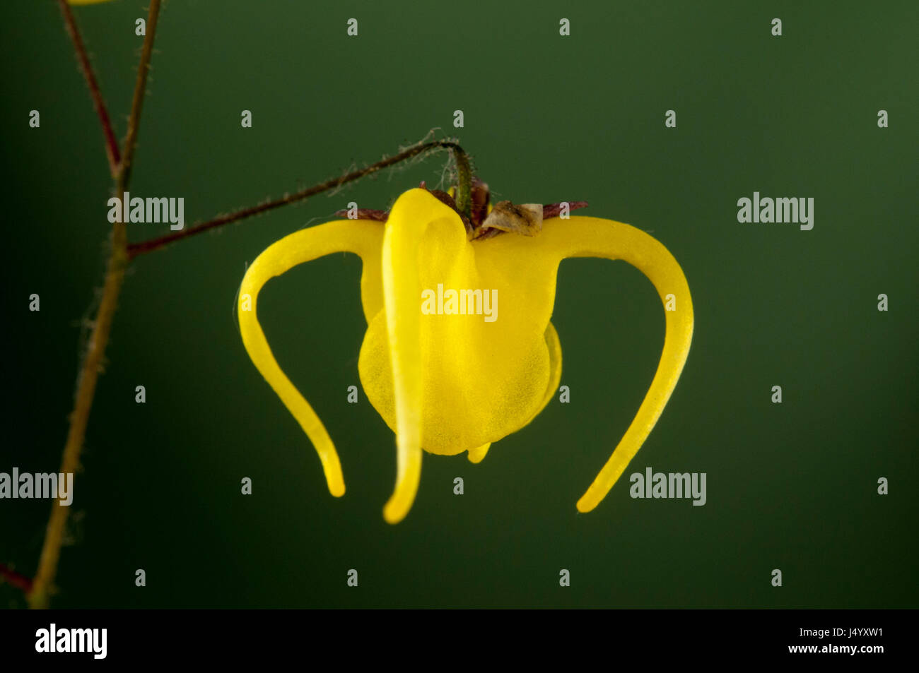 Epimedium davidii is a yellow flowering barrenwort Stock Photo