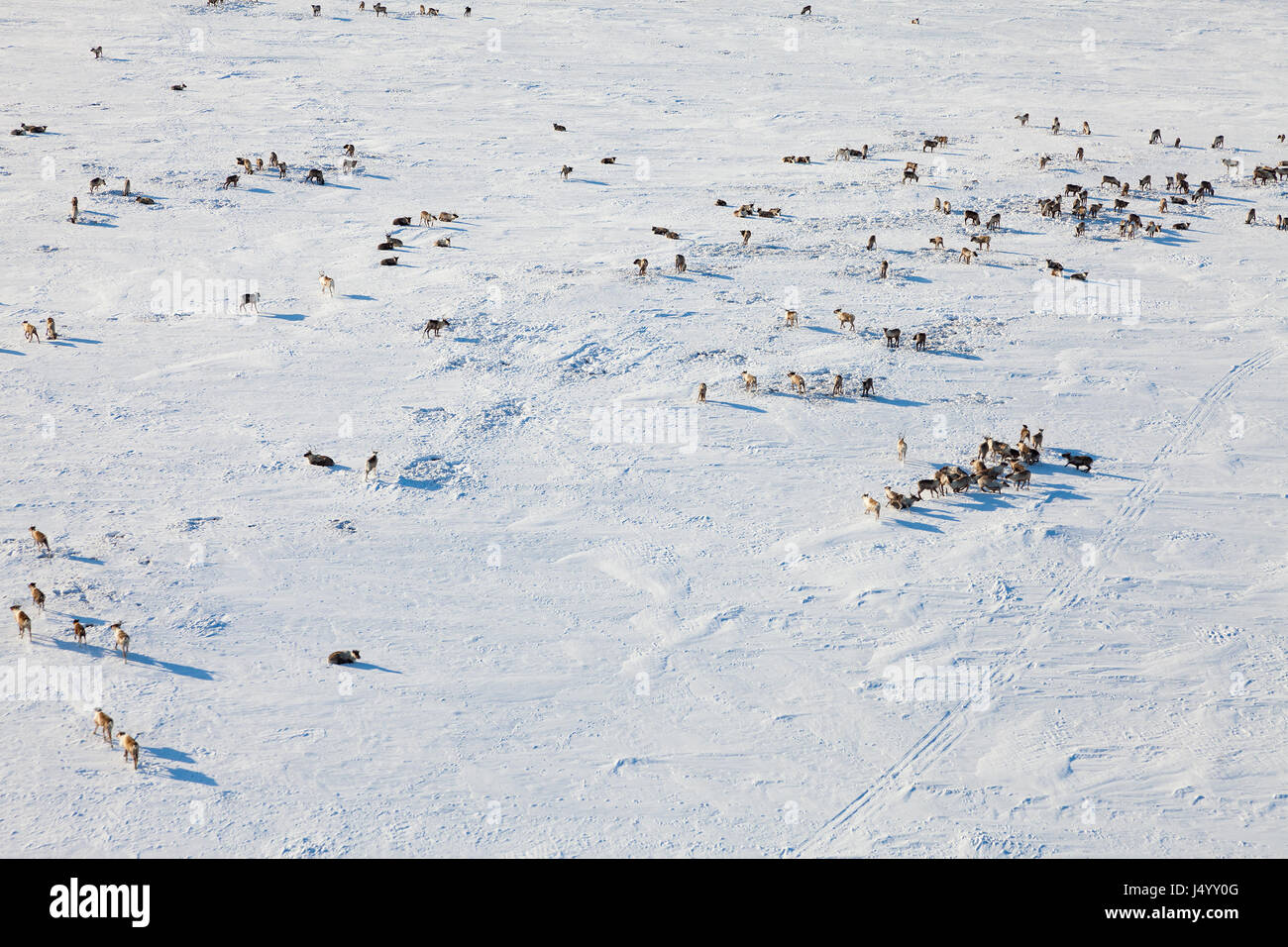 Deer in winter tundra, view from above Stock Photo