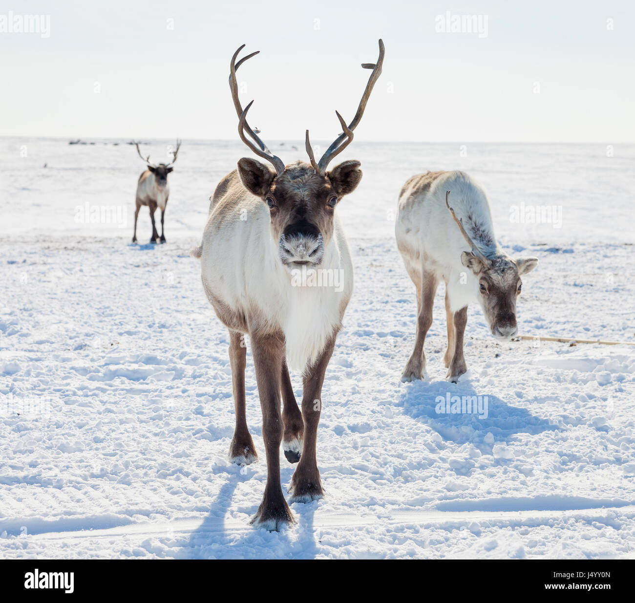 Reindeer in winter tundra Stock Photo