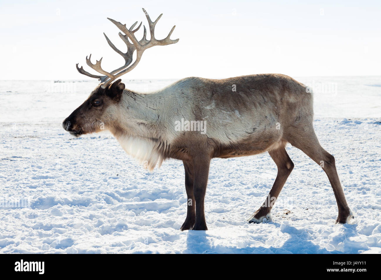 Reindeer in winter tundra Stock Photo