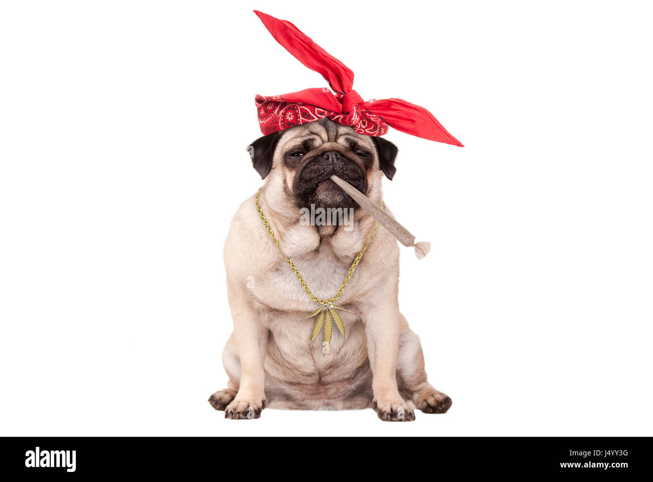 Amusing American Pit Bull Terrier Dog Dressed In A Red Tee Shirt And A Cap,  On His Neck A Gold Chain And On His Eyes Sunglasses Isolated On A White  Background Stock