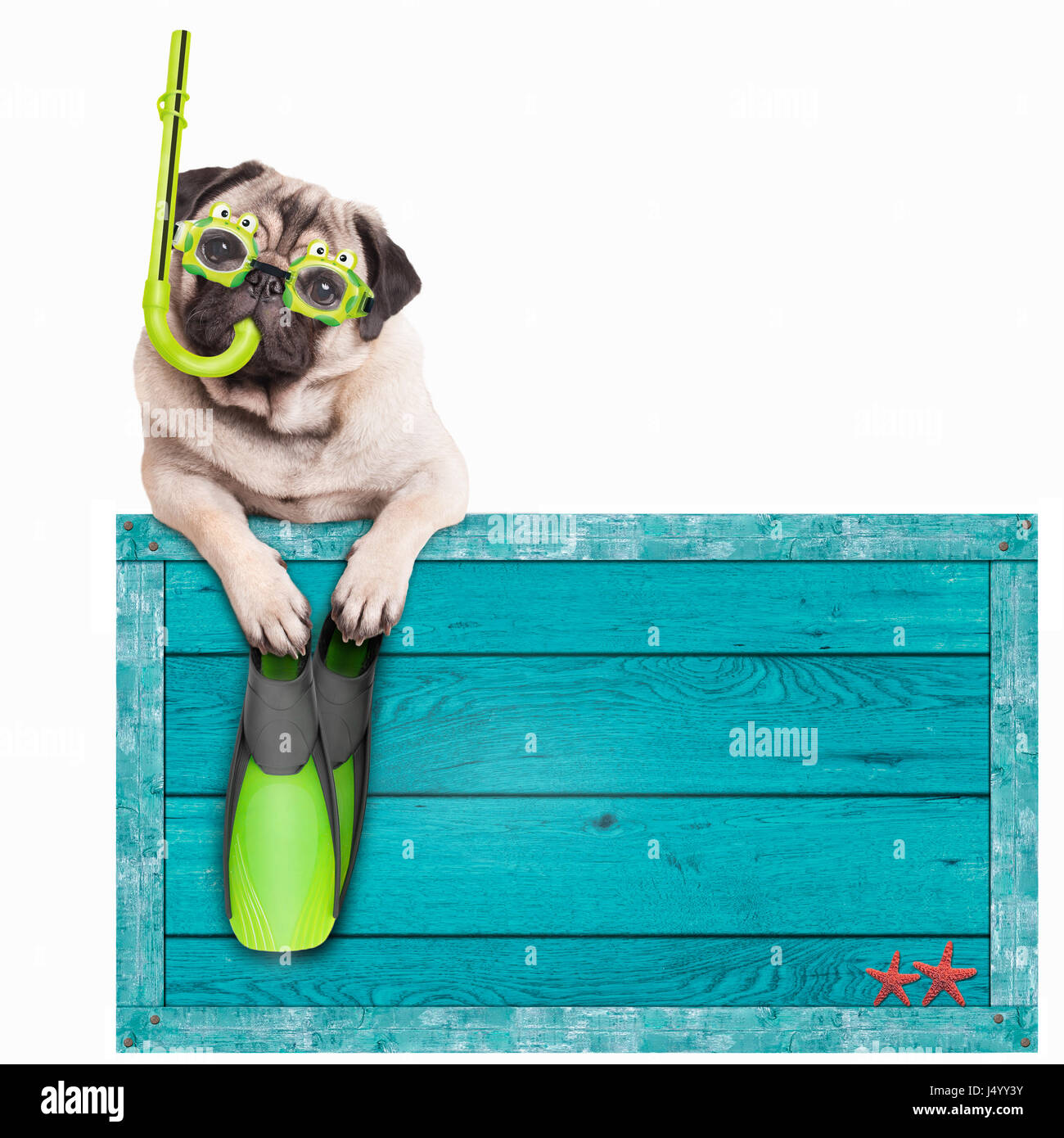 funny pug dog with blue vintage wooden beach sign, with goggles, snorkel and flippers for summer, isolated on white background Stock Photo