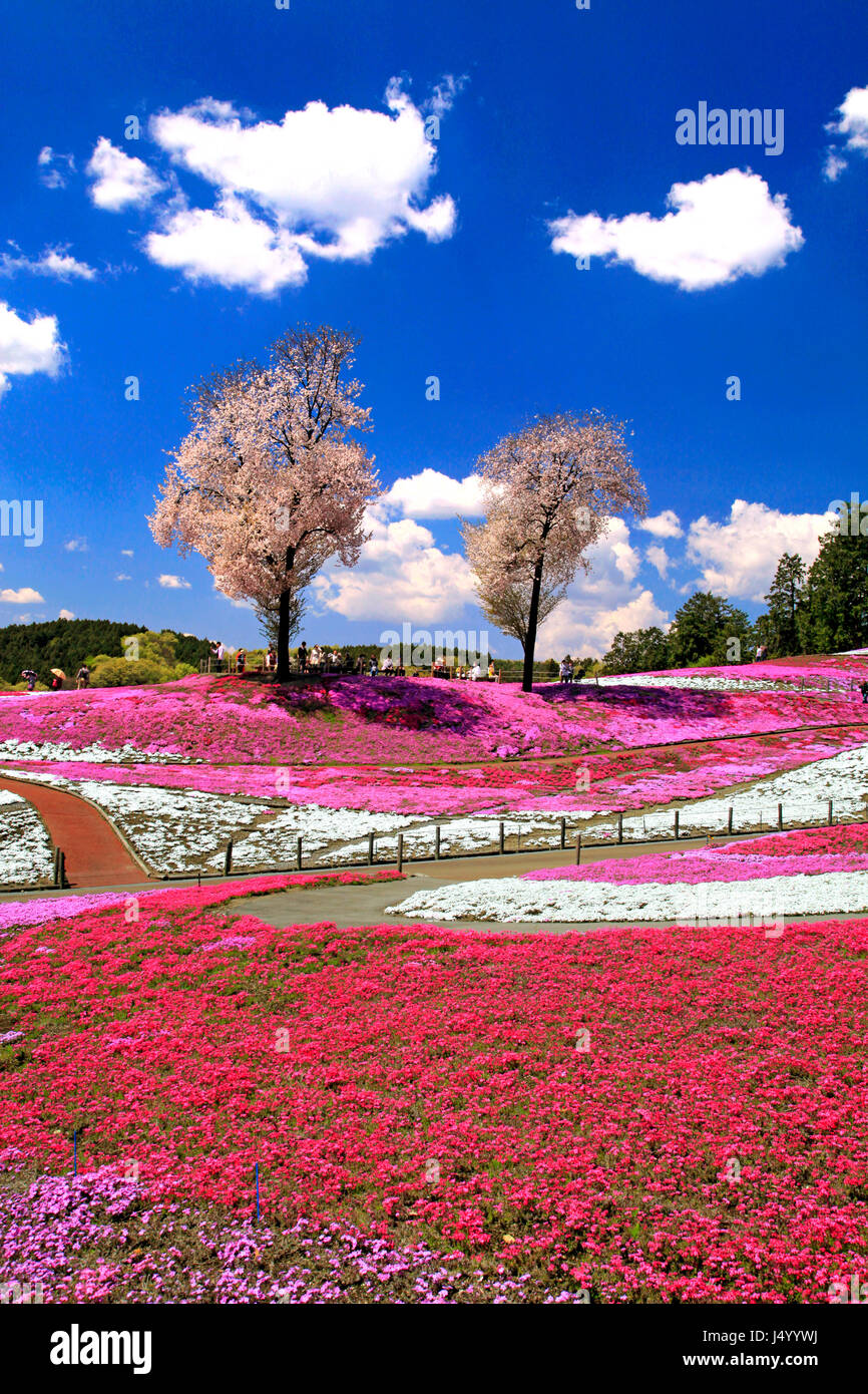 Moss Pink Blossoms at Misato Shibazakura Koen Park Takasaki city Gunma Japan Stock Photo