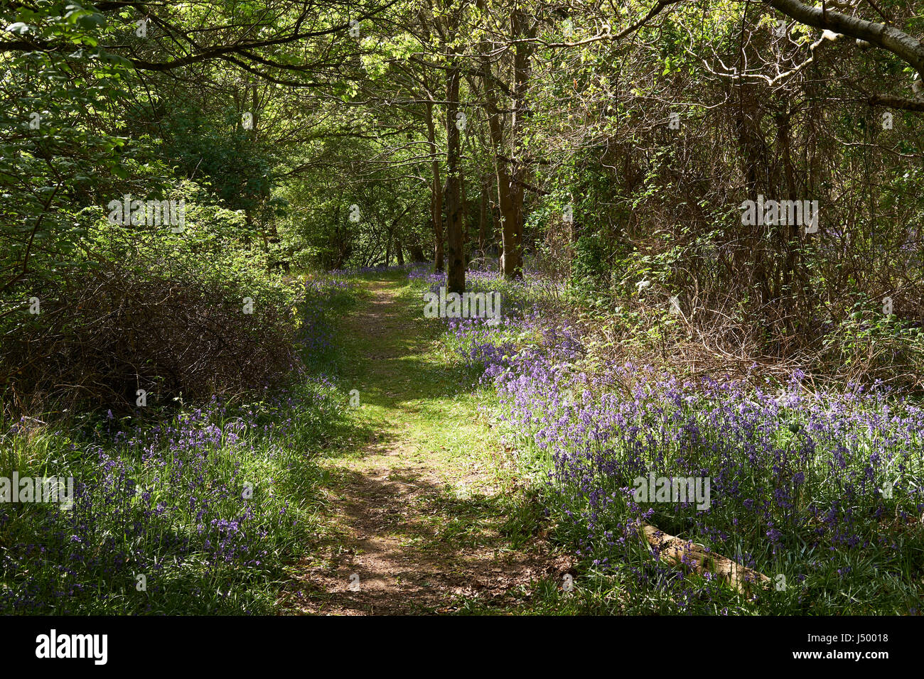 A footpath through ancient English woodland carpeted with spring Bluebells (Hyacinthoides non-scripta), UK. Stock Photo