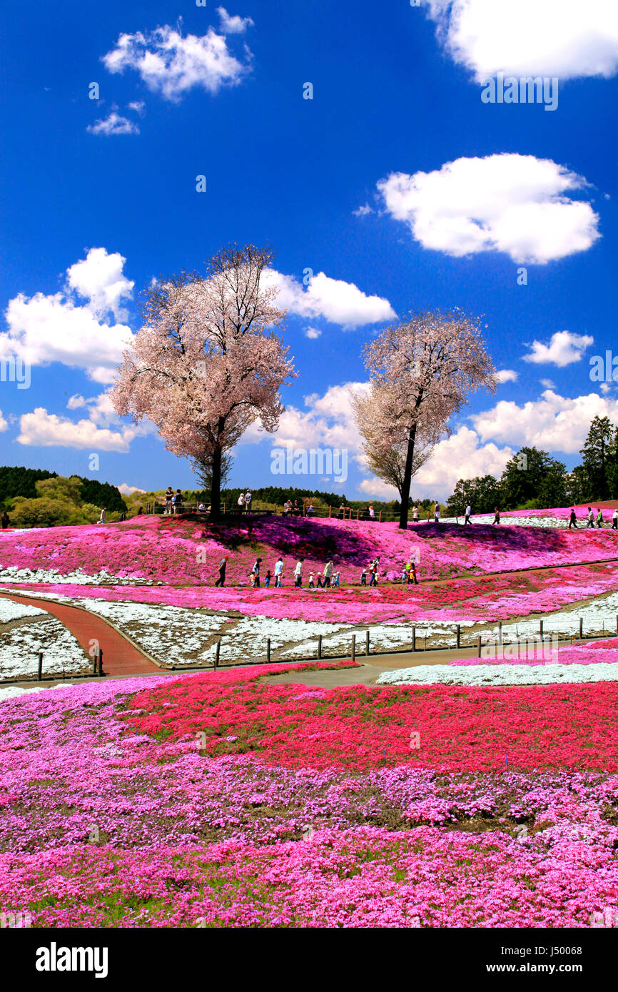 Moss Pink Blossoms at Misato Shibazakura Koen Park Takasaki city Gunma Japan Stock Photo