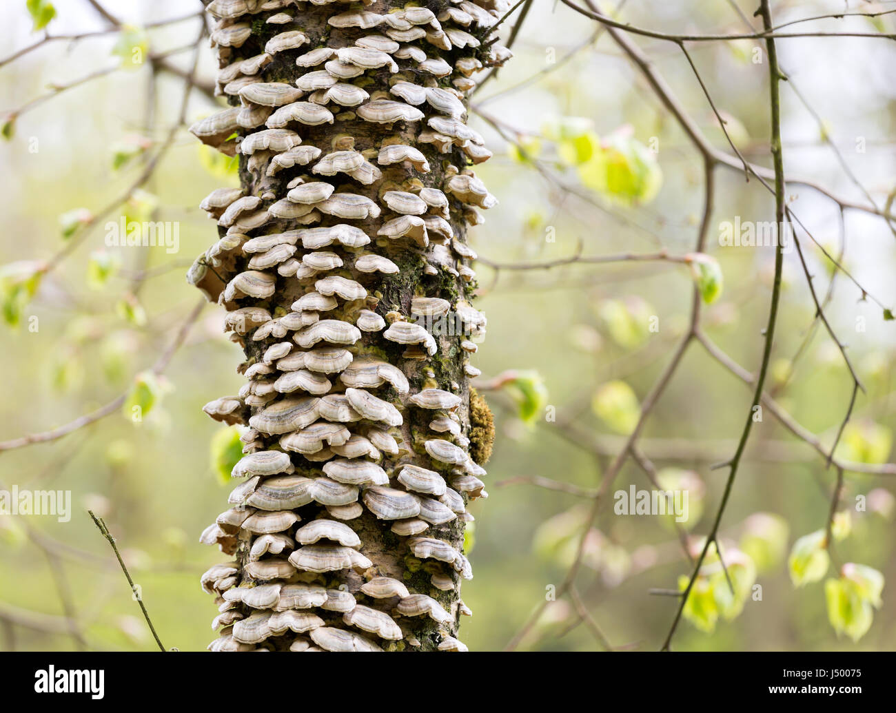 Bracket fungus growing on birch tree Stock Photo