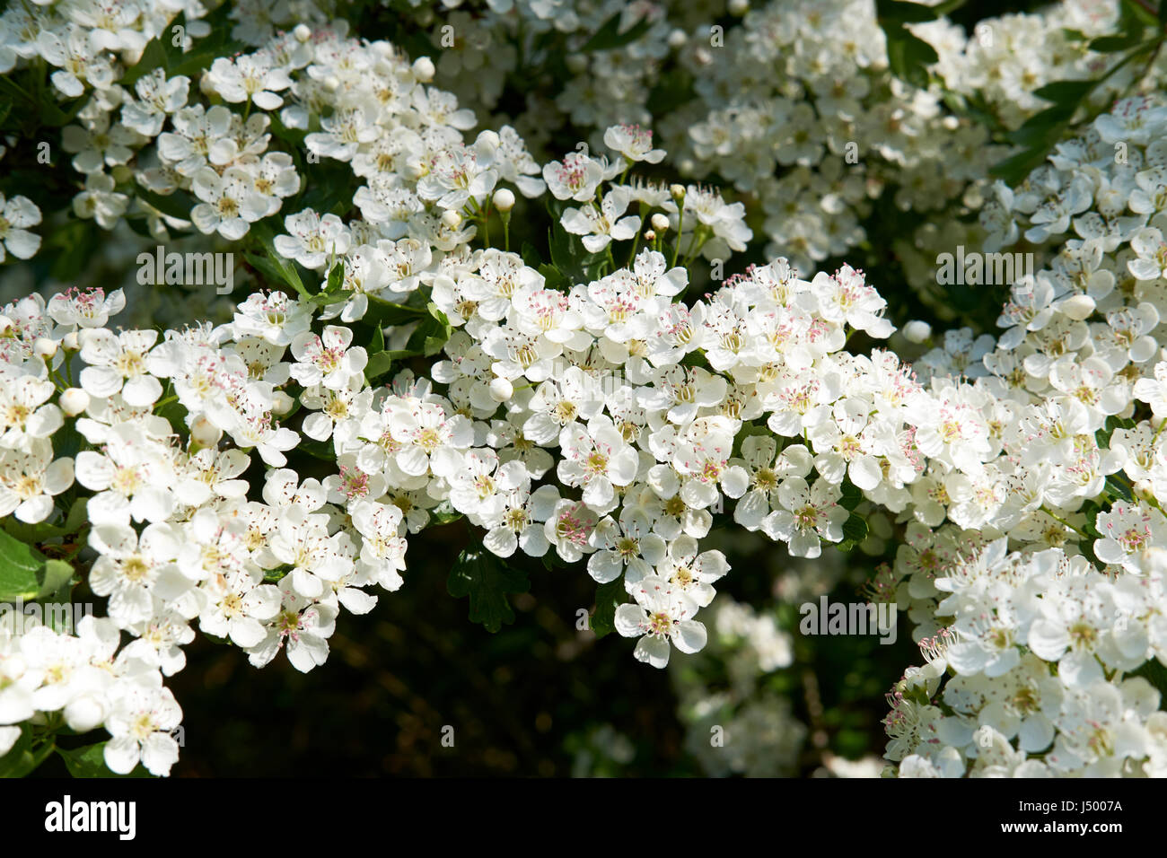 White blossom of the Hawthorn (Crategus monogyna) shrub, commonly found in hedgerows throughout the UK. Stock Photo
