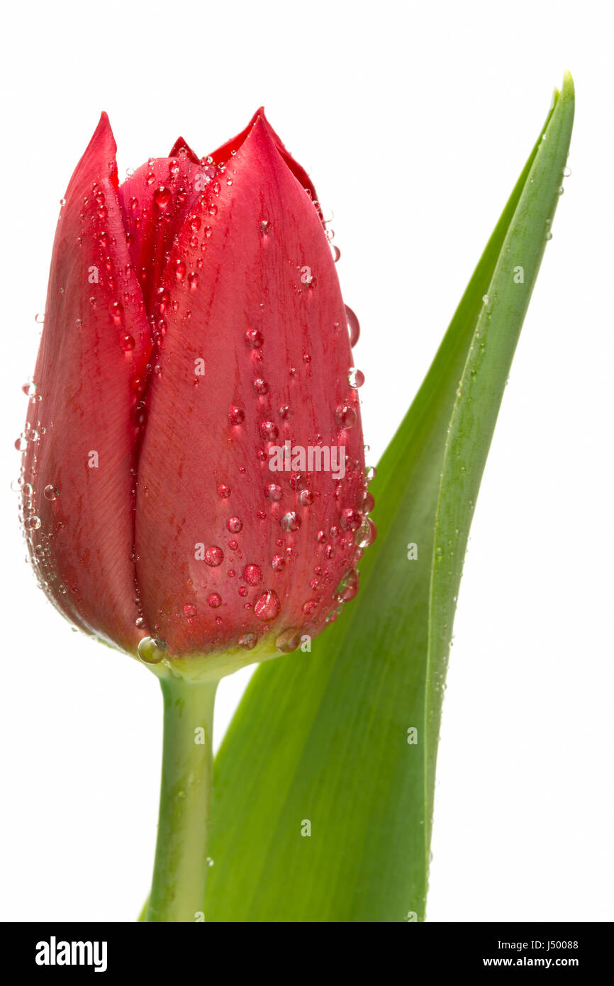 Red tulip with water droplets on white Stock Photo