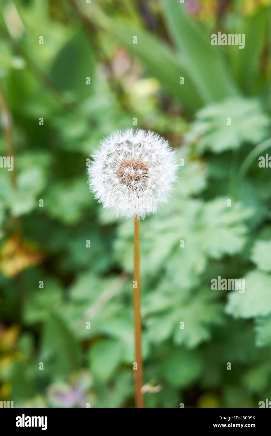 A Common Dandelion (Taraxacum officinale) 'clock' in an English country garden flowerbed, UK. Stock Photo