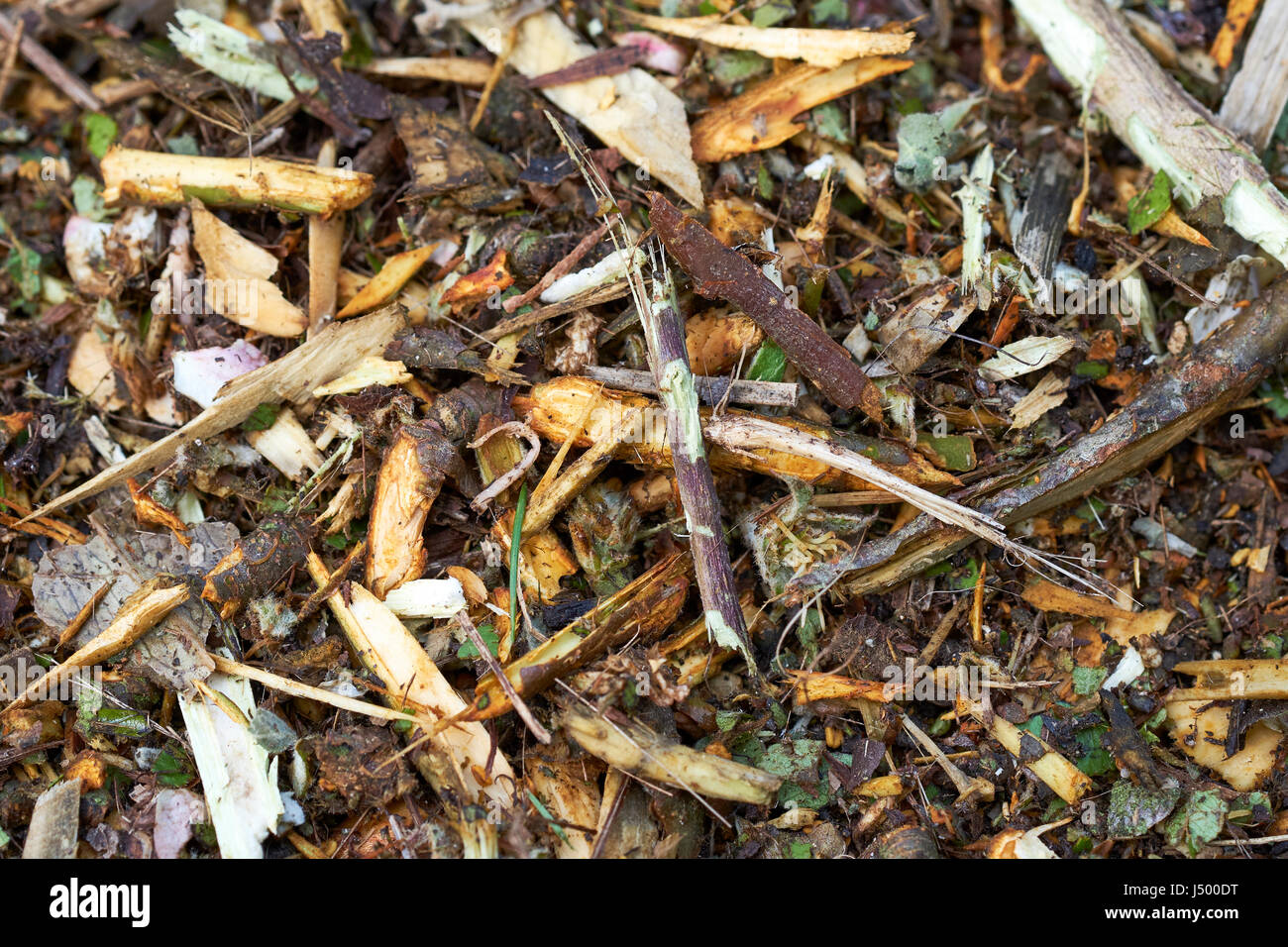 Freshly shredded garden green waste to be used for mulch and compost once sufficiently decomposed, UK. Stock Photo