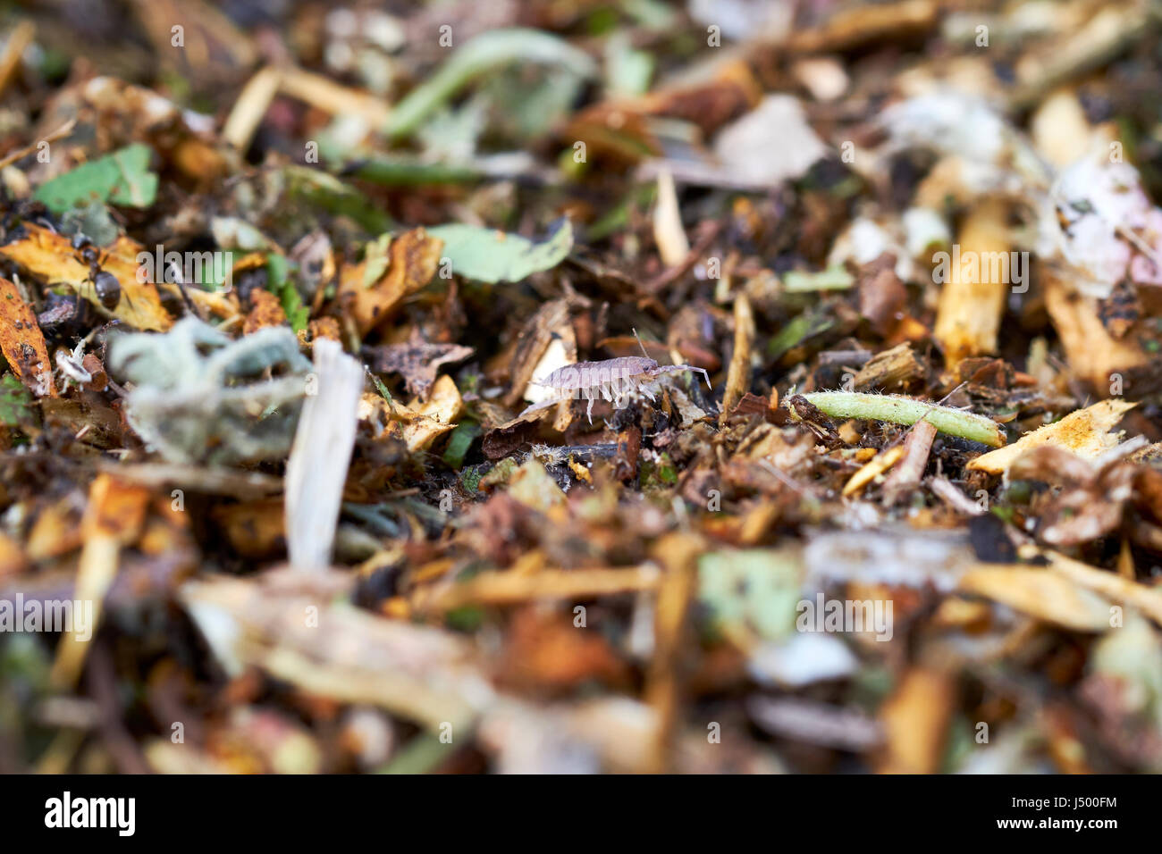 A Woodlouse (Trichoniscus pusillus) foraging in freshly shredded garden green waste mulch, UK. Stock Photo