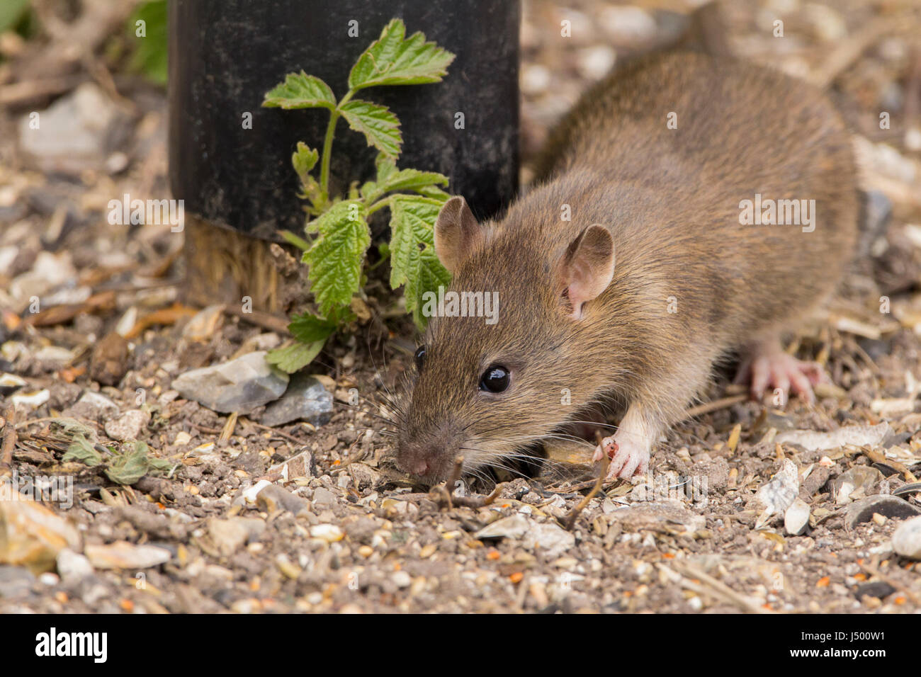 Rat brown Rattus Norvegicus feeding under bird feeder in wildlife reserve. Pointed face pink ears tail feet, black shiny beady eyes a cautious rodent. Stock Photo