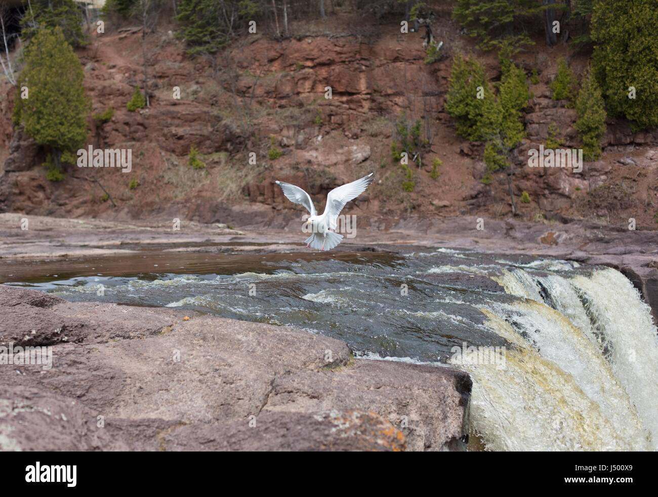 A gull flying over Gooseberry Falls in Minnesota, USA. Stock Photo