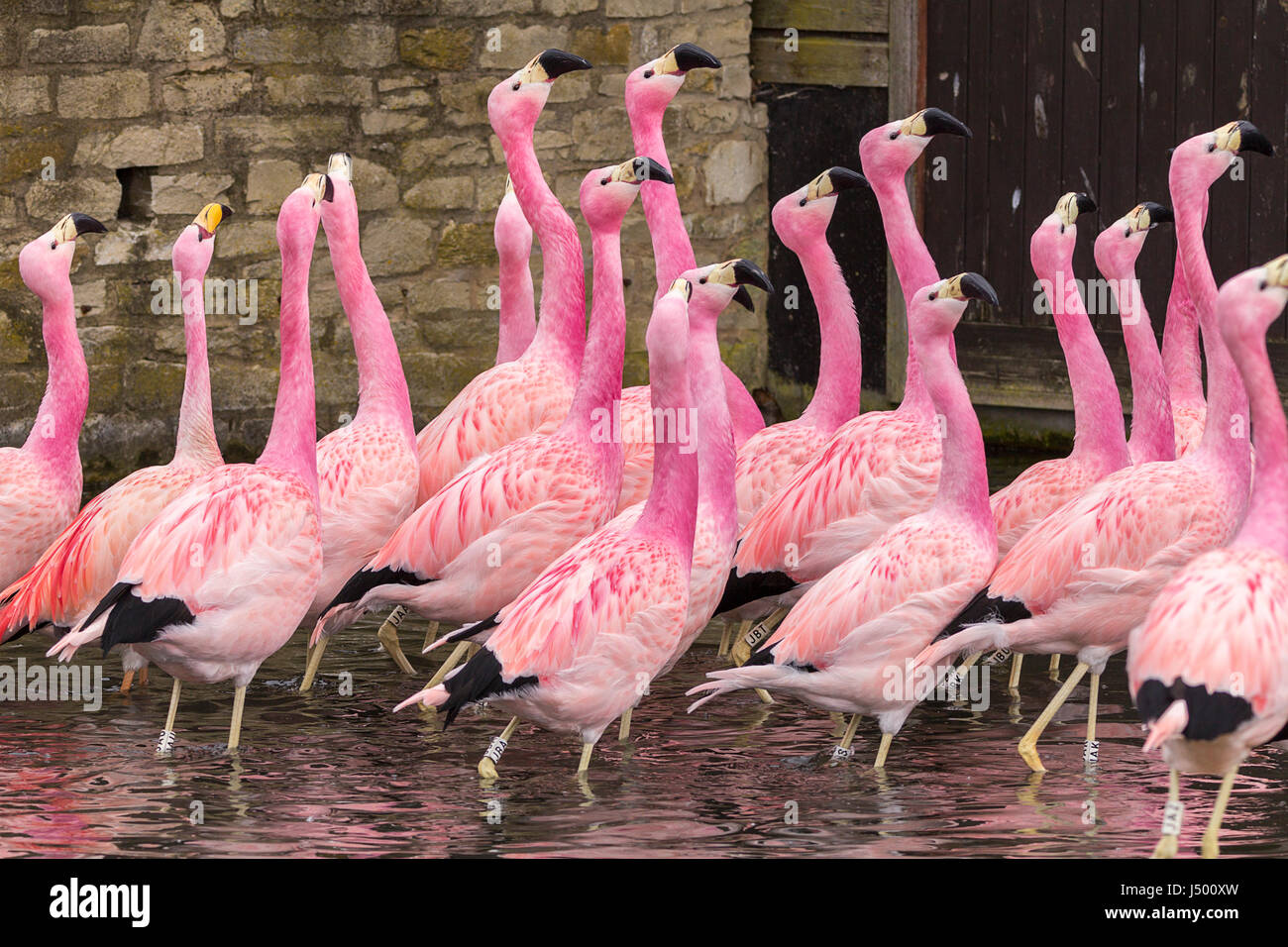 Flamingos seen at Slimbridge wetland centre are bright pink red or orange. The orange one is a greater flamingo. The pink ones are andean species. Stock Photo