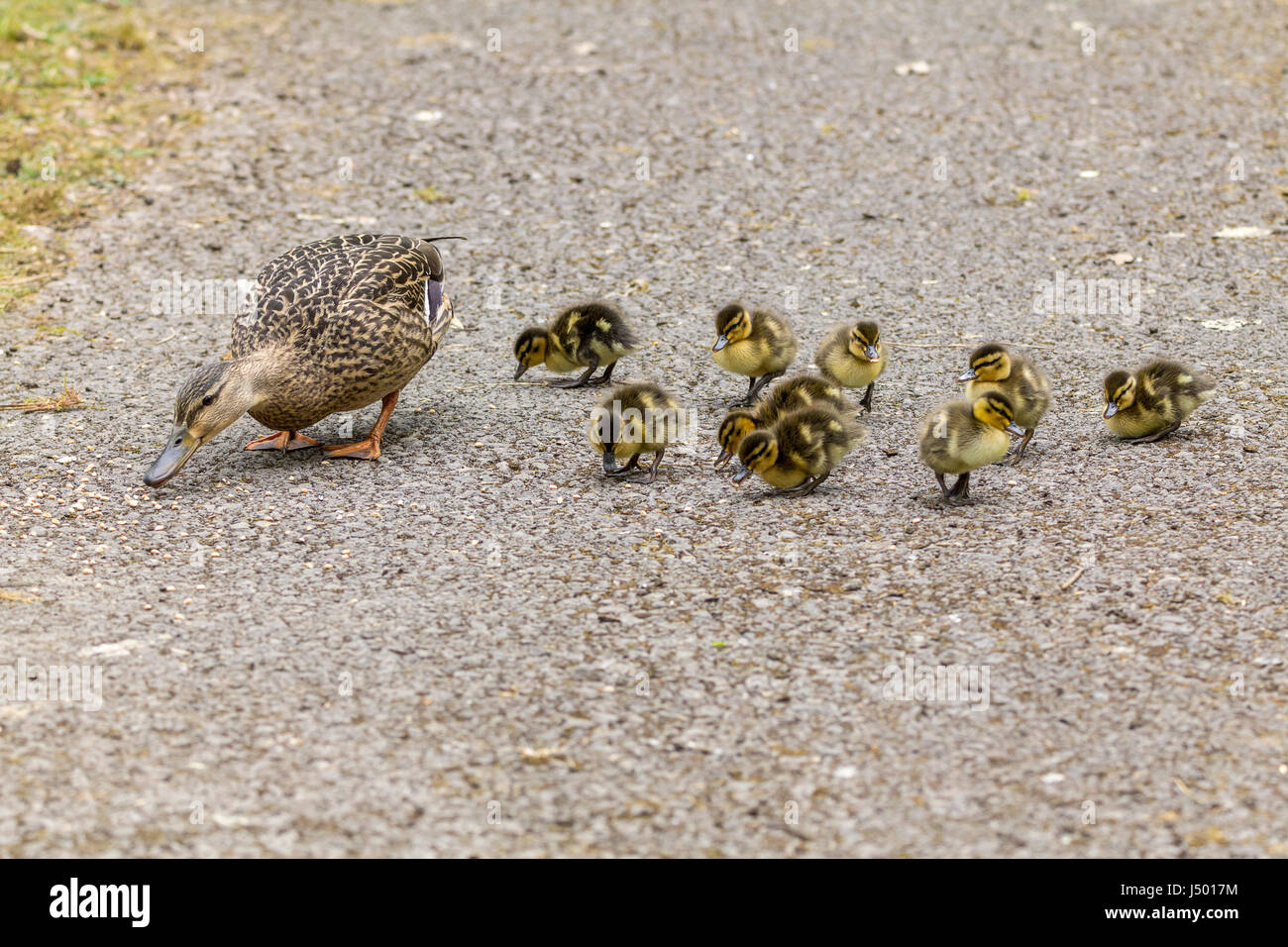 Familiar wetland duck hires stock photography and images Alamy