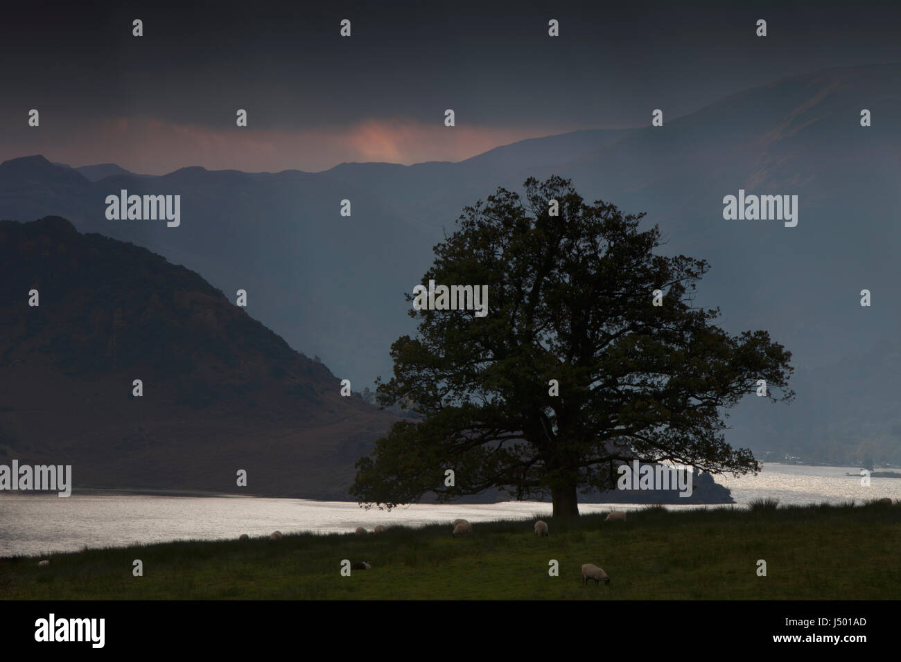 An oak tree on the shores of Ullswater in the English Lake District in an approaching rainstorm, with dark clouds and silhouettes Stock Photo