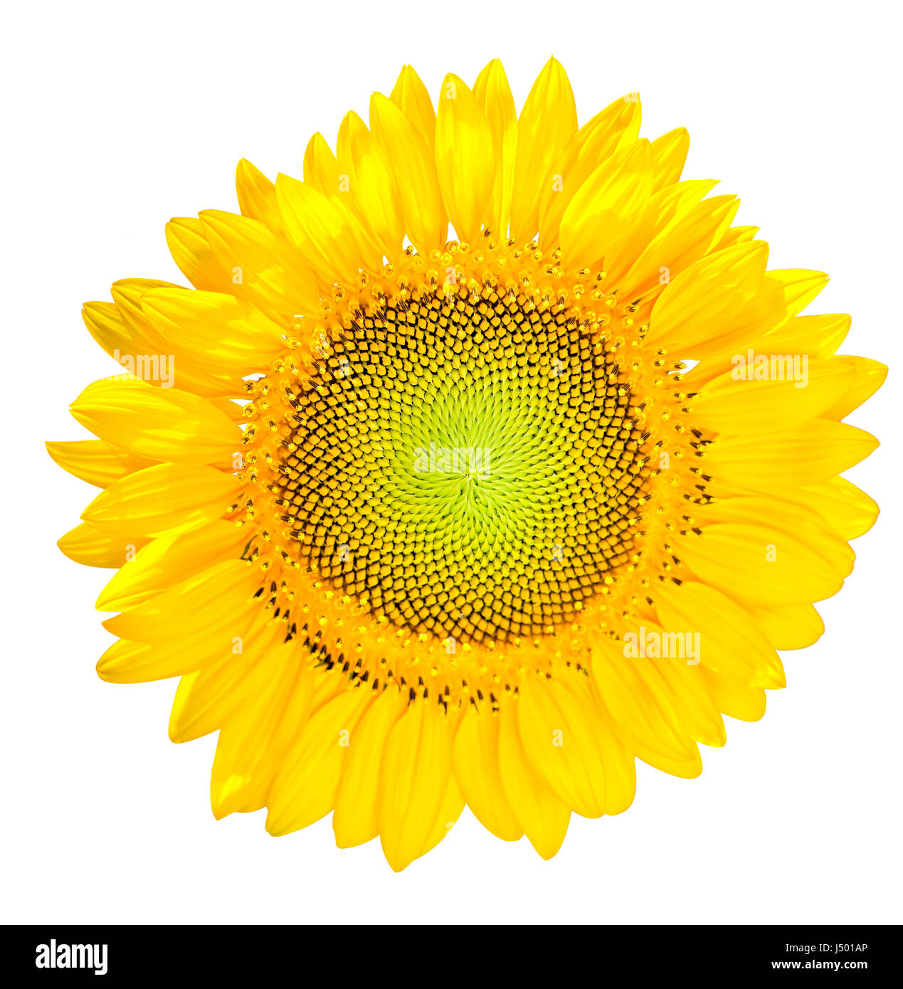 Sunflower macro picture isolated on white background Stock Photo - Alamy