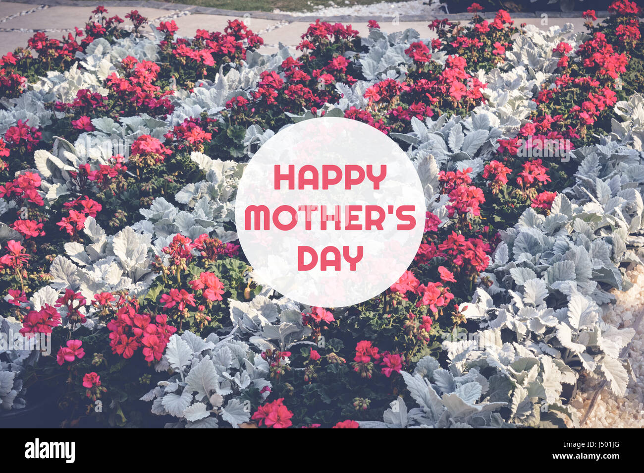 happy mother's day card with red and white flowers background Stock ...