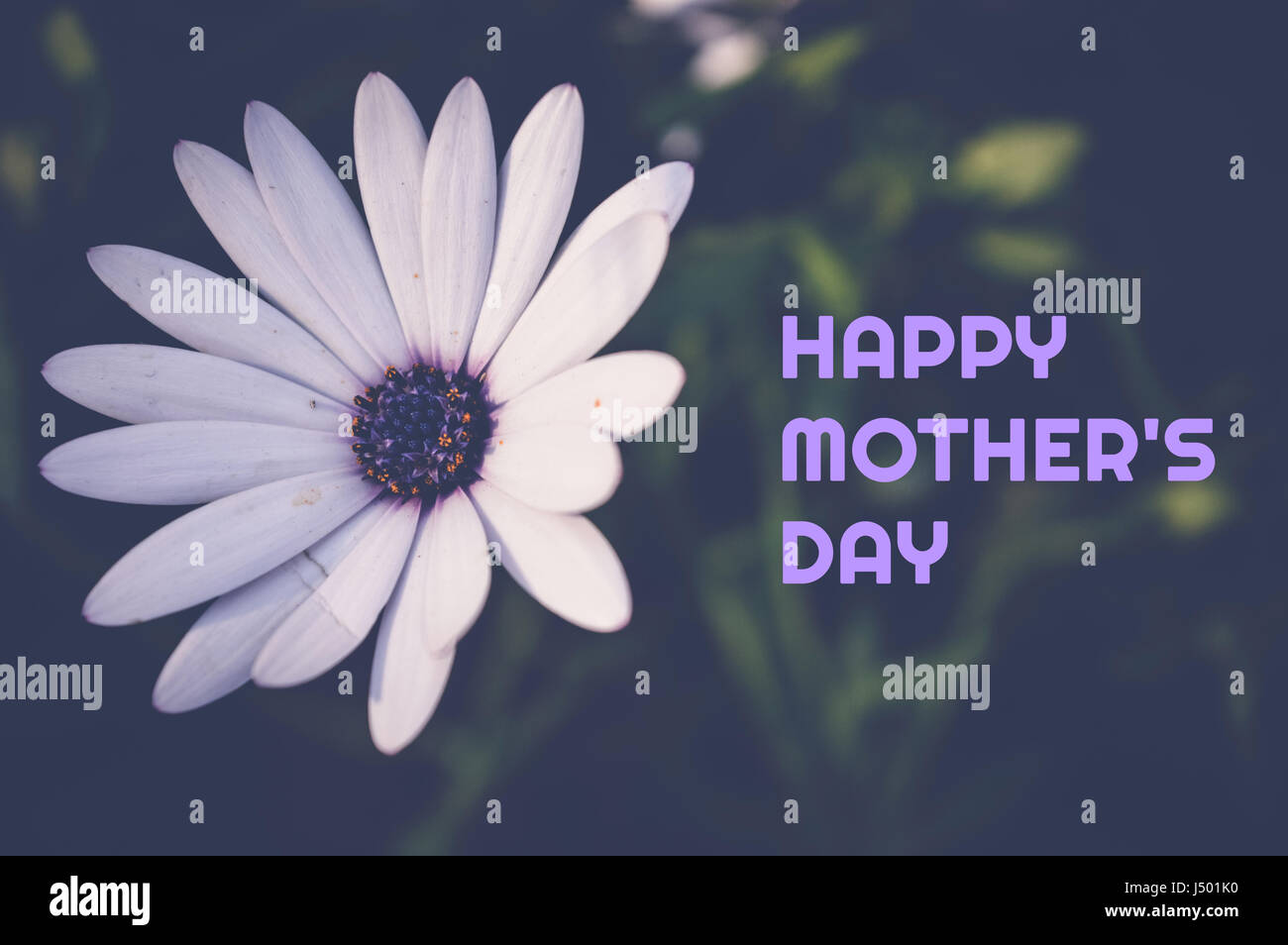 happy mother's day card with white flower background Stock Photo - Alamy