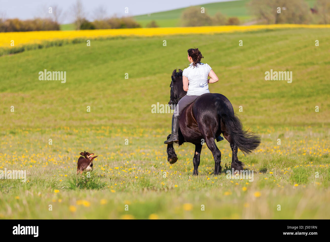 woman riding a Friesian horse on a field Stock Photo - Alamy